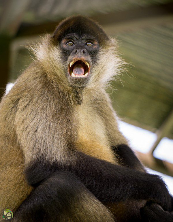 Symbolic Classic Adoption: Spider Monkey - Image 2