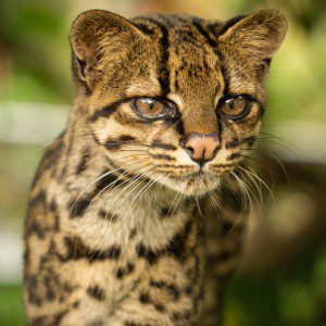 Symbolic Classic Adoption: Oncilla