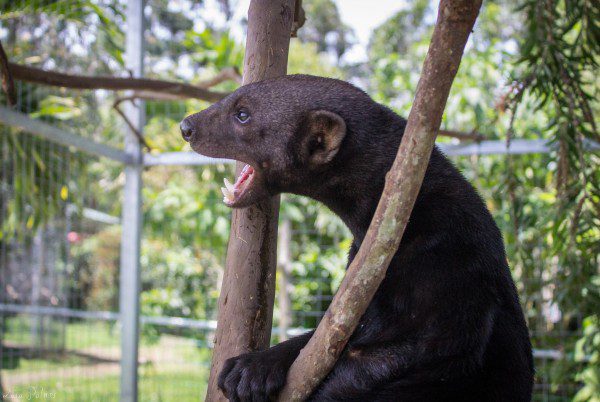 Symbolic Classic Adoption: Tayra - Image 6