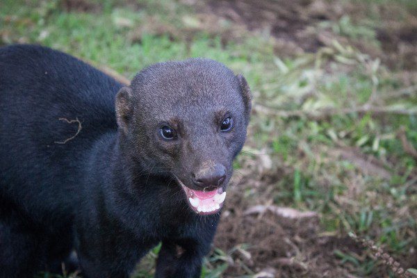 Symbolic Classic Adoption: Tayra - Image 4