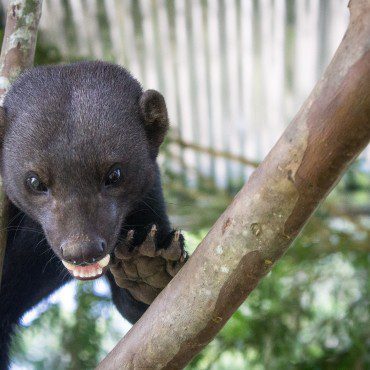 Symbolic Classic Adoption: Tayra
