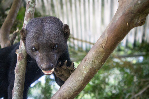 Symbolic Classic Adoption: Tayra