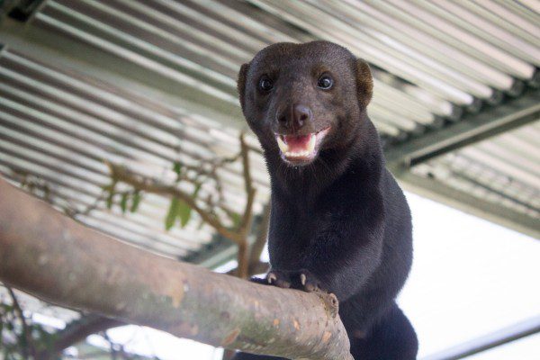 Symbolic Classic Adoption: Tayra - Image 2