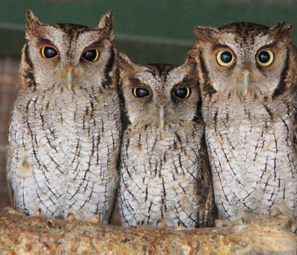 Symbolic Classic Adoption: Tropical Screech Owl