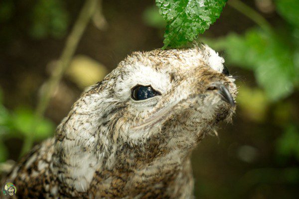 Symbolic Classic Adoption: Great Potoo - Image 4