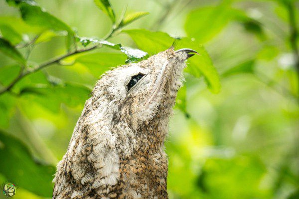 Symbolic Classic Adoption: Great Potoo - Image 3