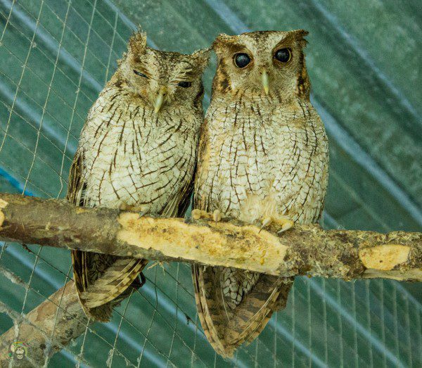 Symbolic Classic Adoption: Tropical Screech Owl - Image 2