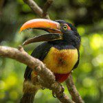 Symbolic Classic Adoption: Fiery Billed Aracari - Image 5