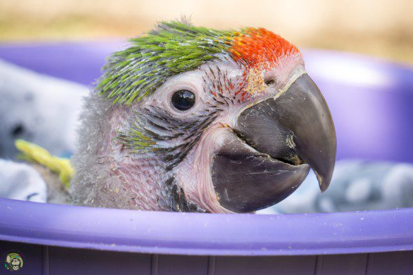 Symbolic Classic Adoption: Great Green Macaw - Image 2