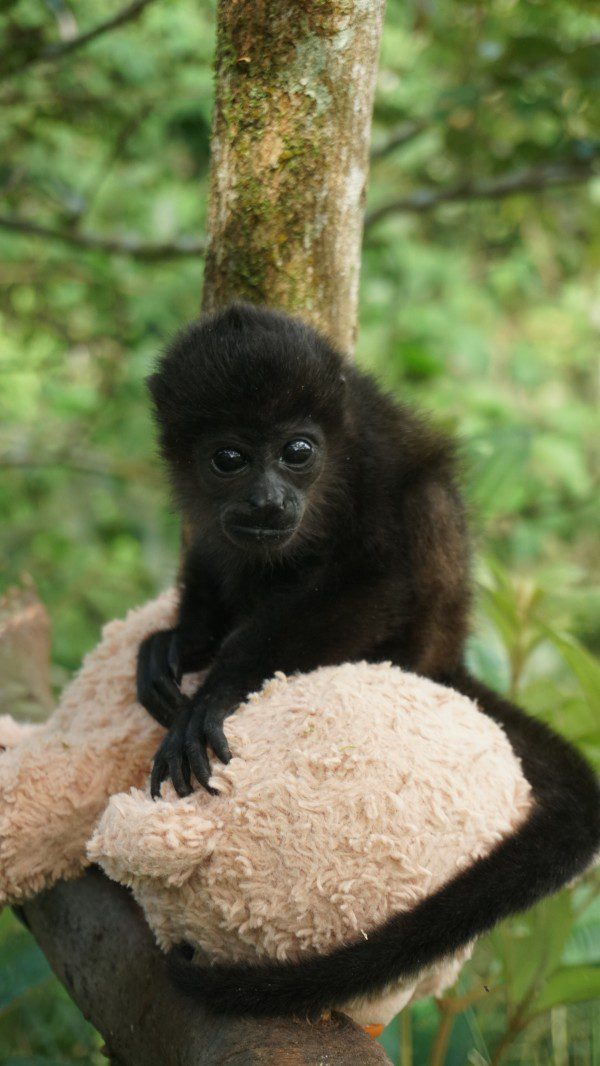 Symbolic Classic Adoption: Howler Monkey - Image 6