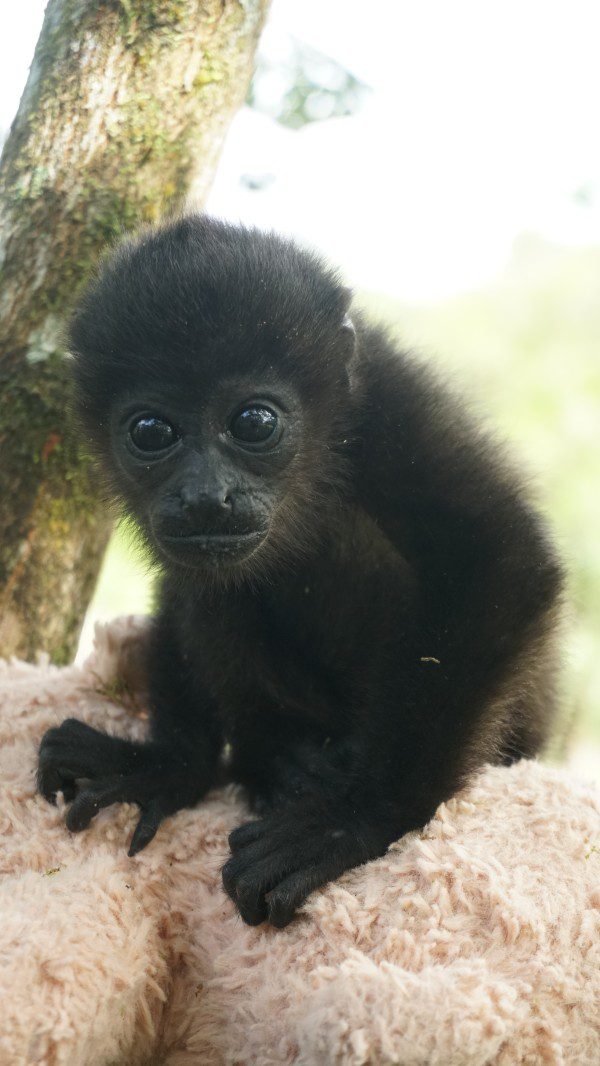 Symbolic Classic Adoption: Howler Monkey - Image 5