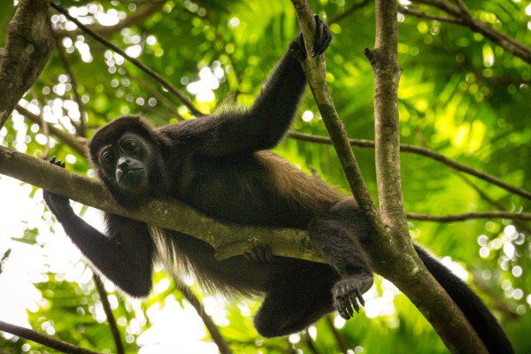 Symbolic Classic Adoption: Howler Monkey - Image 2