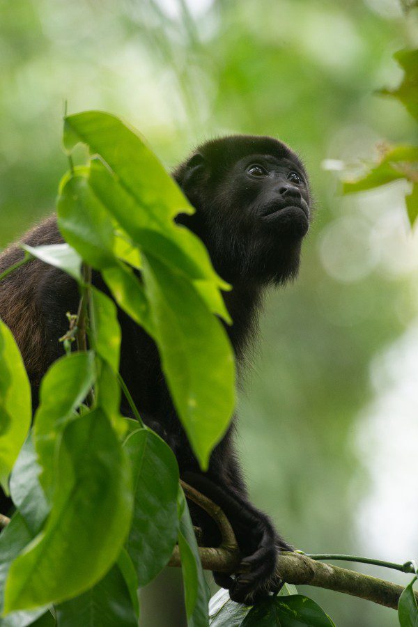 Symbolic Classic Adoption: Howler Monkey - Image 4