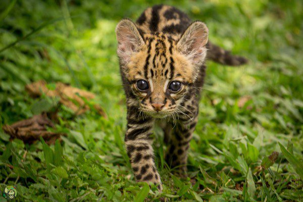 Symbolic Classic Adoption: Ocelot