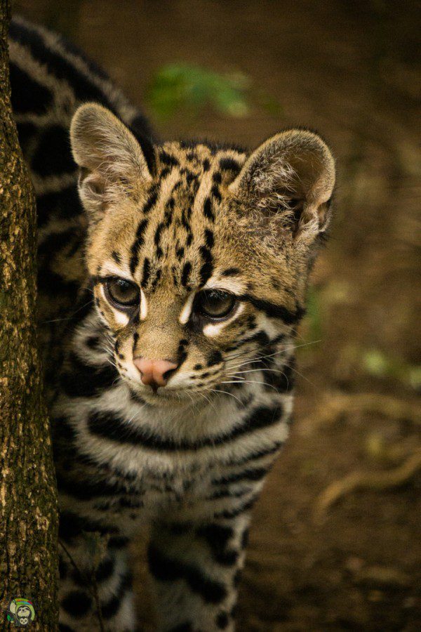 Symbolic Classic Adoption: Ocelot - Image 5