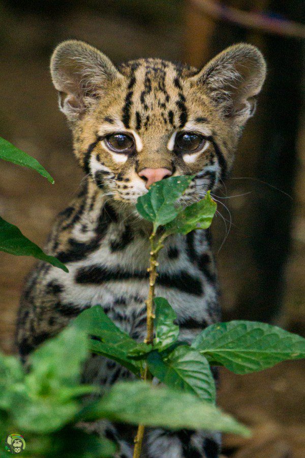 Symbolic Classic Adoption: Ocelot - Image 2