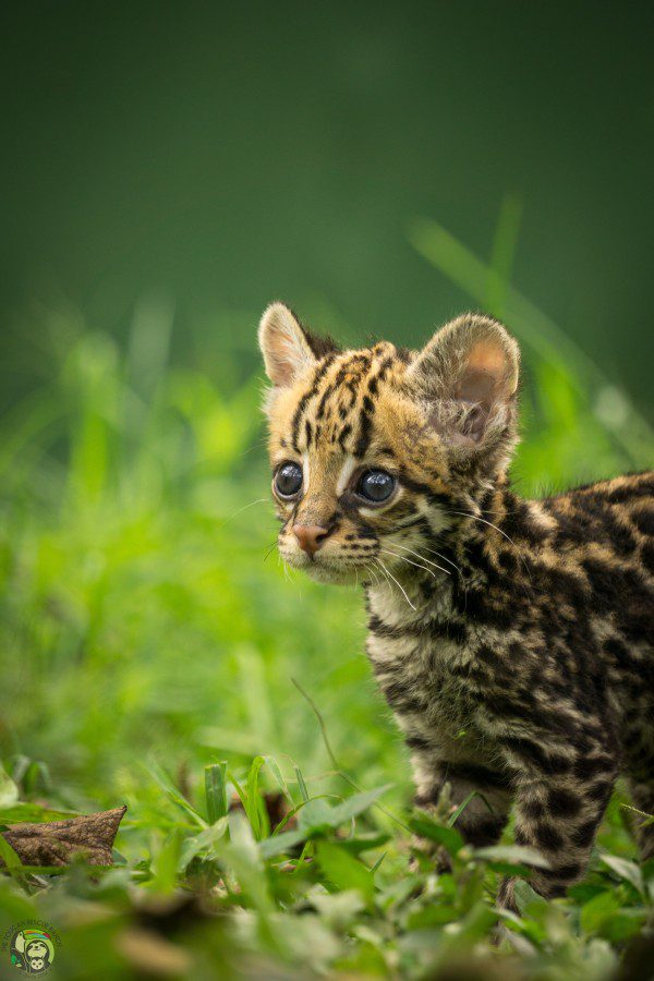 Symbolic Classic Adoption: Ocelot - Image 4