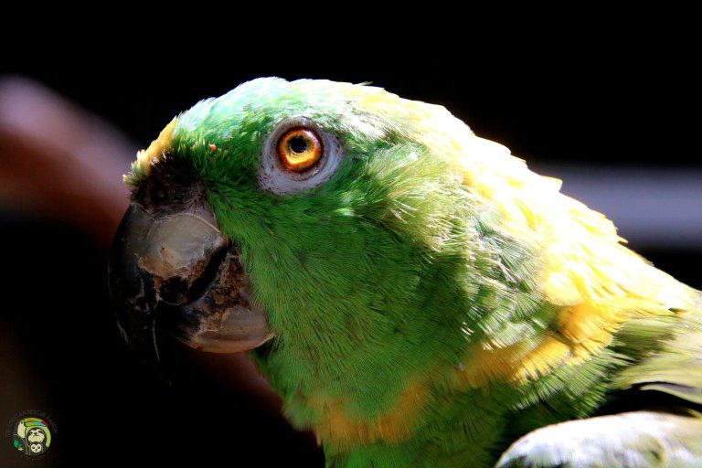 Parrot. Yellow-Naped Amazon. Lorena