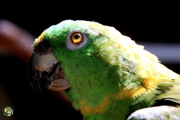 Symbolic Classic Adoption: Yellow-Naped Amazon - Image 5