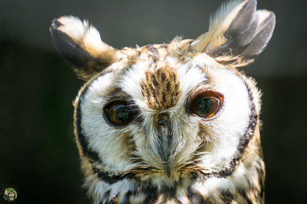 Symbolic Classic Adoption: Striped Owl