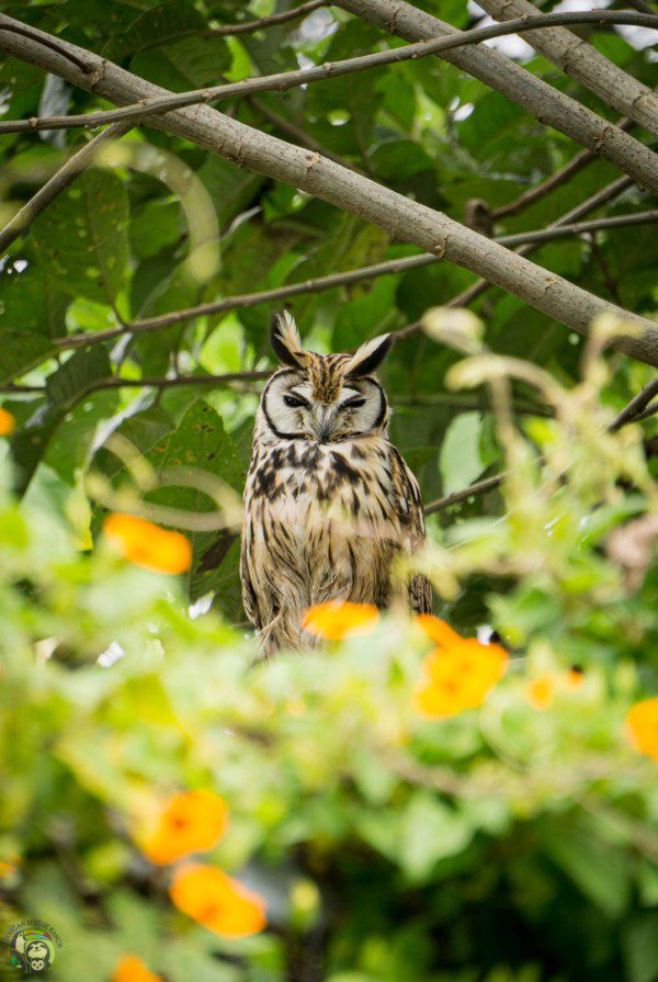 Symbolic Classic Adoption: Striped Owl - Image 2