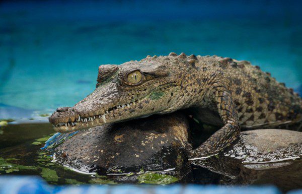 Symbolic Classic Adoption: American Crocodile