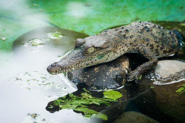 Symbolic Classic Adoption: American Crocodile - Image 2