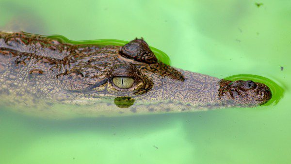 Symbolic Classic Adoption: American Crocodile - Image 4