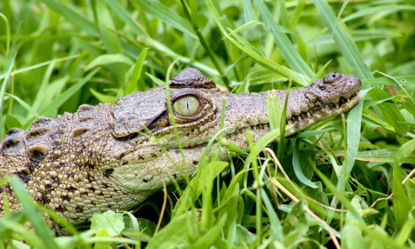 Symbolic Classic Adoption: American Crocodile - Image 6