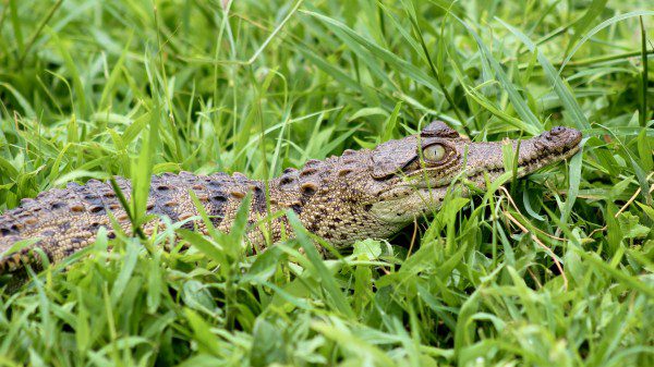 Symbolic Classic Adoption: American Crocodile - Image 5