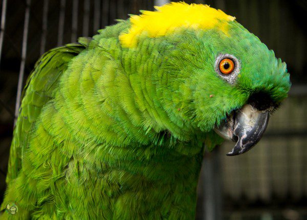 Symbolic Classic Adoption: Yellow-Naped Amazon - Image 2