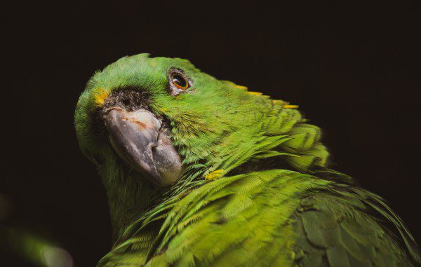 Symbolic Classic Adoption: Yellow-Naped Amazon - Image 4