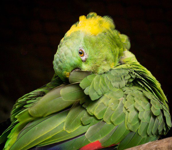 Symbolic Classic Adoption: Yellow-Naped Amazon