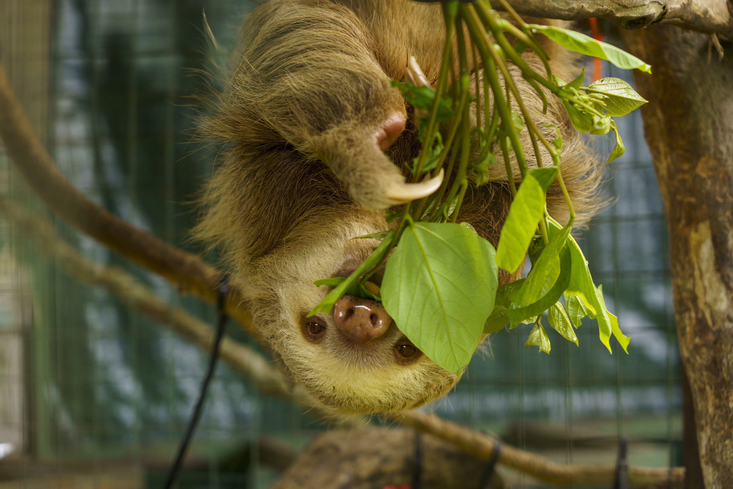 Private Slothies & Coffees Educational Walk